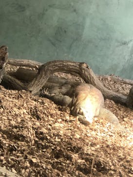 名古屋市東山動植物園に投稿された画像（2025/8/16）