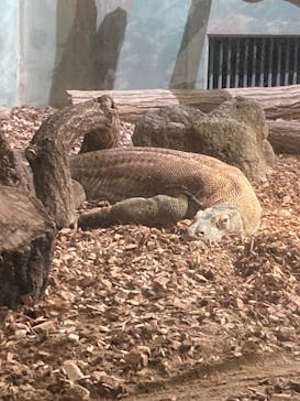 名古屋市東山動植物園に投稿された画像（2025/8/16）