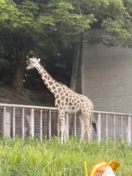 名古屋市東山動植物園に投稿された画像（2025/8/16）