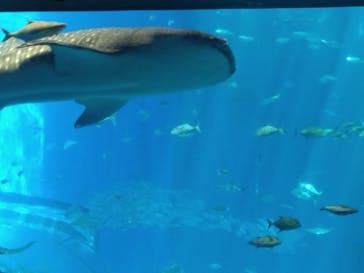沖縄美ら海水族館に投稿された画像（2025/8/16）