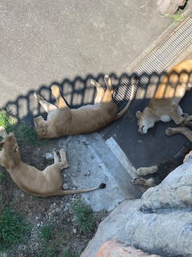 多摩動物公園に投稿された画像（2025/8/16）