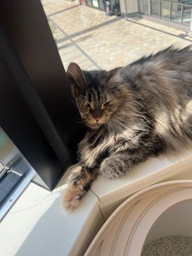 Cat Café MOFF グランベリーパーク店に投稿された画像（2025/8/16）