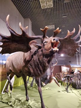 特別展「氷河期展 〜人類が見た4万年前の世界〜」（国立科学博物館）に投稿された画像（2025/8/16）