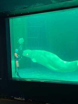 鴨川シーワールドに投稿された画像（2025/8/16）