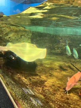 鴨川シーワールドに投稿された画像（2025/8/16）