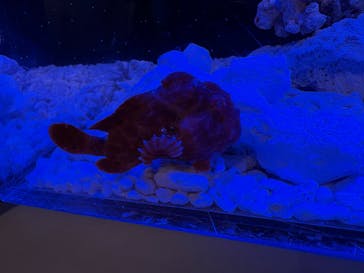 上越市立水族博物館 うみがたりに投稿された画像（2025/8/16）