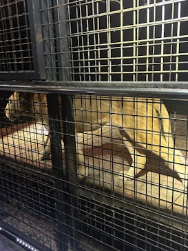 那須サファリパークに投稿された画像（2025/8/16）