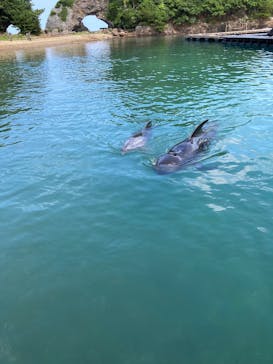 太地町立くじらの博物館に投稿された画像（2025/8/16）