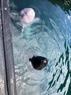 太地町立くじらの博物館に投稿された画像（2025/8/16）