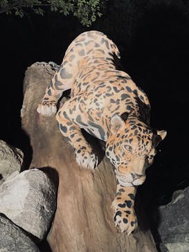 名古屋市東山動植物園に投稿された画像（2025/8/16）