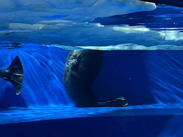サンシャイン水族館に投稿された画像（2025/8/16）