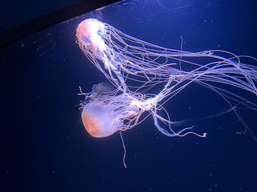 サンシャイン水族館に投稿された画像（2025/8/16）