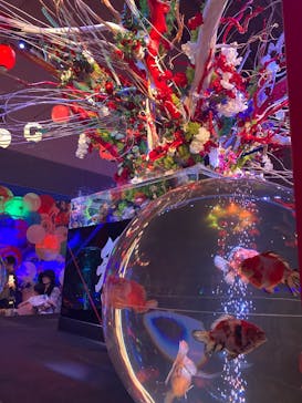 錦鯉・金魚アクアリウム in ときメッセに投稿された画像（2025/8/16）