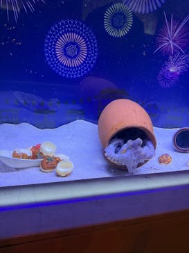 マクセル アクアパーク品川に投稿された画像（2025/8/16）