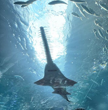 マクセル アクアパーク品川に投稿された画像（2025/8/16）