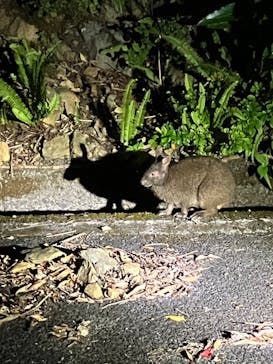 奄美バギー＆ナイトウォッチングガイドサービスに投稿された画像（2025/8/16）