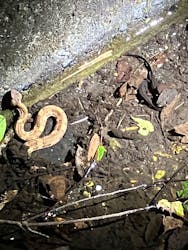 奄美バギー＆ナイトウォッチングガイドサービスに投稿された画像（2025/8/16）