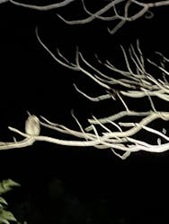 奄美バギー＆ナイトウォッチングガイドサービスに投稿された画像（2025/8/16）