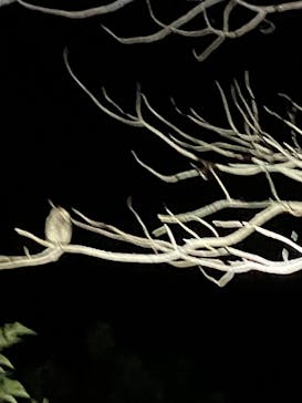 奄美バギー＆ナイトウォッチングガイドサービスに投稿された画像（2025/8/16）