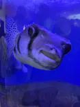 仙台うみの杜水族館に投稿された画像（2025/8/17）