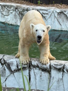 名古屋市東山動植物園に投稿された画像（2025/8/17）