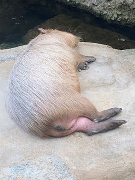 栃木県なかがわ水遊園に投稿された画像（2025/8/17）