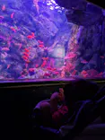 仙台うみの杜水族館に投稿された画像（2025/8/17）