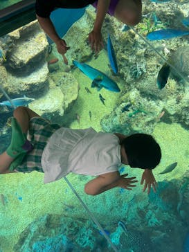 越前松島水族館に投稿された画像（2025/8/17）