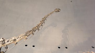 福井県立恐竜博物館に投稿された画像（2025/8/17）