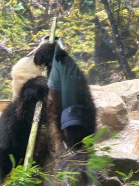 恩賜上野動物園に投稿された画像（2025/8/17）