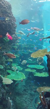 鴨川シーワールドに投稿された画像（2025/8/17）