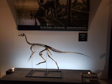 福井県立恐竜博物館に投稿された画像（2025/8/17）