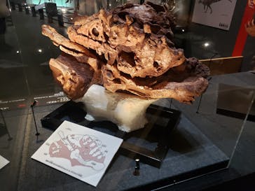 福井県立恐竜博物館に投稿された画像（2025/8/17）