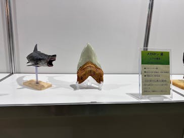 京都 大恐竜博 ～動く！吠える！暴れる！大迫力の巨大恐竜がやってくる～に投稿された画像（2025/8/17）