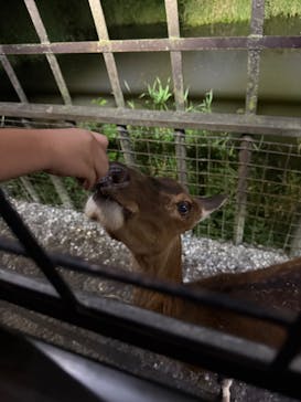 那須サファリパークに投稿された画像（2025/8/17）