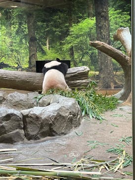 恩賜上野動物園に投稿された画像（2025/8/17）