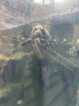 環境水族館アクアマリンふくしまに投稿された画像（2025/8/17）