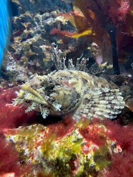 仙台うみの杜水族館に投稿された画像（2025/8/17）