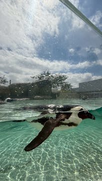 仙台うみの杜水族館に投稿された画像（2025/8/17）