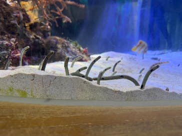 名古屋港水族館に投稿された画像（2025/8/17）