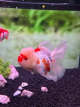 錦鯉・金魚アクアリウム in ときメッセに投稿された画像（2025/8/17）