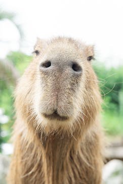 伊豆シャボテン動物公園に投稿された画像（2025/8/17）