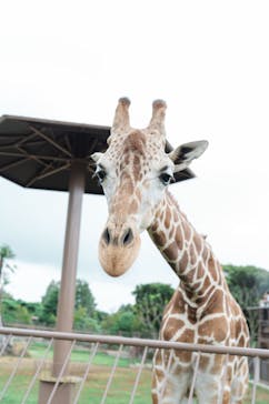 伊豆シャボテン動物公園に投稿された画像（2025/8/17）