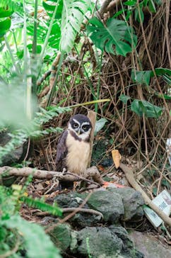 伊豆シャボテン動物公園に投稿された画像（2025/8/17）