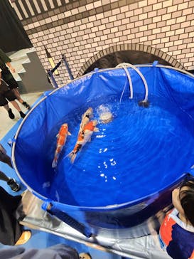 錦鯉・金魚アクアリウム in ときメッセに投稿された画像（2025/8/17）