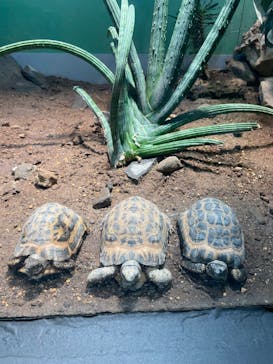 サンシャイン水族館に投稿された画像（2025/8/17）