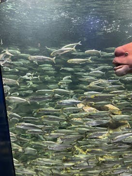 サンシャイン水族館に投稿された画像（2025/8/17）