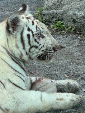 東武動物公園に投稿された画像（2025/8/17）