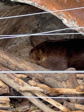 東武動物公園に投稿された画像（2025/8/17）