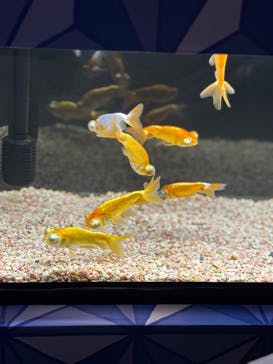 光で彩る金魚のアクアリウム イオンモール浜松志都呂aquariumに投稿された画像（2025/8/17）
